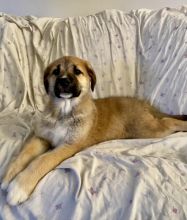 Sweet and Adorable Mastiff X Shepherd Cross Puppies Image eClassifieds4u 2