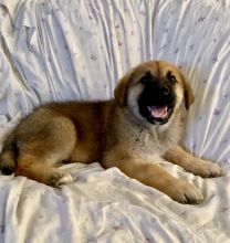 Sweet and Adorable Mastiff X Shepherd Cross Puppies Image eClassifieds4u 3