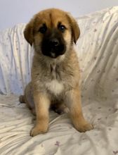 Sweet and Adorable Mastiff X Shepherd Cross Puppies Image eClassifieds4u 4