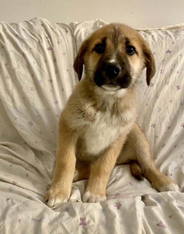 Sweet and Adorable Mastiff X Shepherd Cross Puppies Image eClassifieds4u