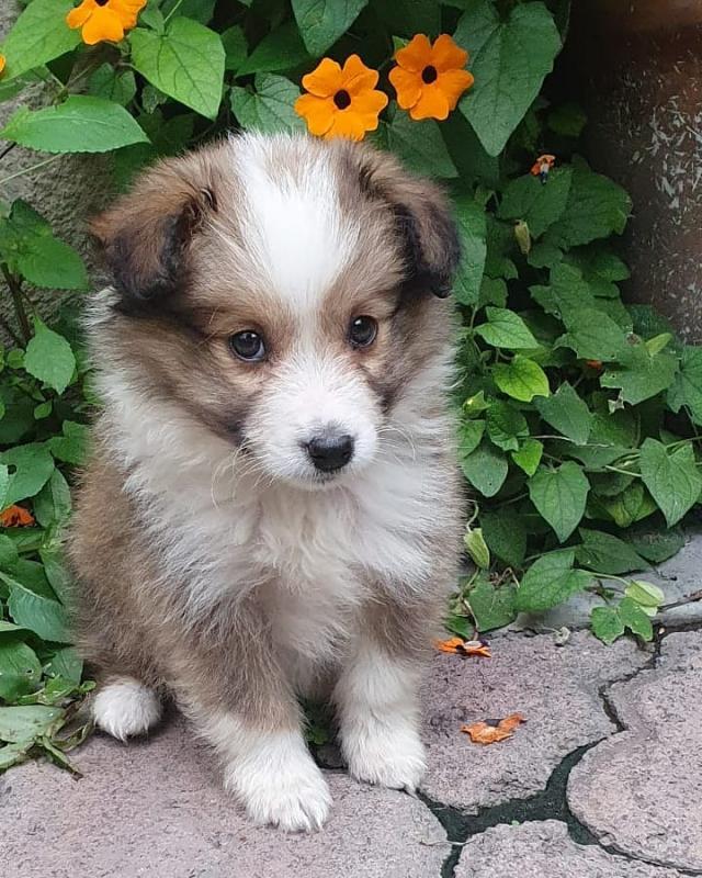 🟥🍁🟥 CANADIAN MALE AND FEMALE SHELTIE PUPPIES AVAILABLE Image eClassifieds4u