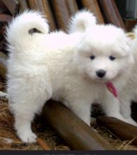 Cute Samoyed puppies are ready for re homing