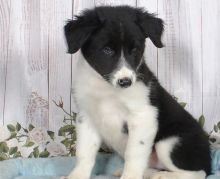 Two Lovely Border collie puppies available.