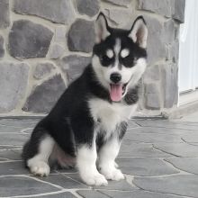 2 husky pups 1 male with blue eyes 1 female