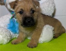 Adorable Cairn Terrier Puppies.