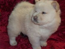 AFFECTIONATE CHOW CHOW PUPPIES FOR ADOPTION
