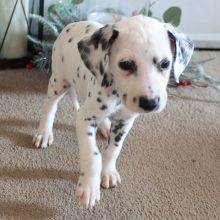 Black spotted Dalmatian puppies ready to leave