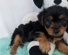 Charming Yorkshire Terrier puppies available