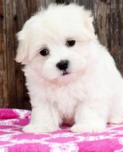 🟥🍁🟥 CANADIAN MALE AND FEMALE HAVANESE PUPPIES AVAILABLE