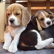 Cute and lovely Beagle Puppies