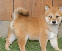 Cute Shiba Inu Puppies Seeking A New And Forever Home