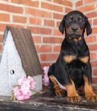 Doberman Pinscher available