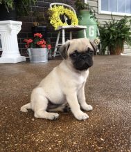 Fawn Pug Puppies Available for Adoption.