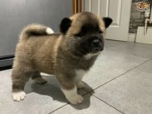 Male and Female Akita puppies,