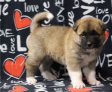 Male and Female Akita puppies, their affectionate nature
