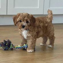 male and female cavapoo puppies