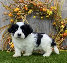 Outstanding Havanese puppies for adoption