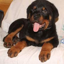 Rottweiler puppies from a litter of 12