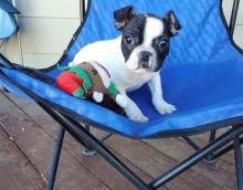 Super adorable French Bulldog Puppies.