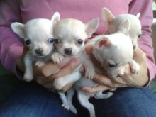 Teacup Chihuahua puppies Both male and female