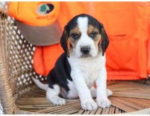 Tri color beagle puppies available now.