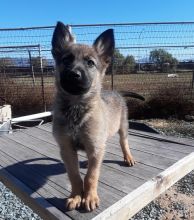 very energetic and playful Belgian malinois pups