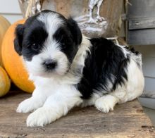 We have a stunning litter of shihpoo puppies