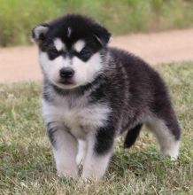 We have Pure Bred Alaskan Malamutes Puppies ready