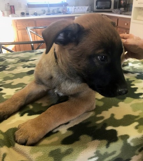 Adorable Belgian malinois puppies Image eClassifieds4u