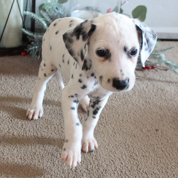 Black spotted Dalmatian puppies ready to leave Image eClassifieds4u
