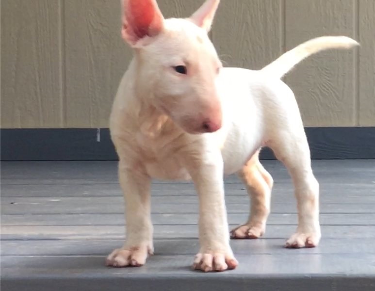 Female and male Bull terrier puppies. Image eClassifieds4u