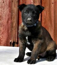 amazing Belgian malinois puppies Image eClassifieds4u 1