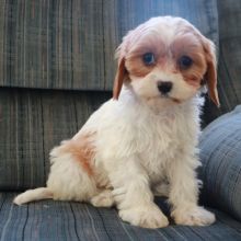 Cavachon puppies for sale, Image eClassifieds4U