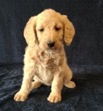 Cute Labrador puppies Ready for New their new home Image eClassifieds4U