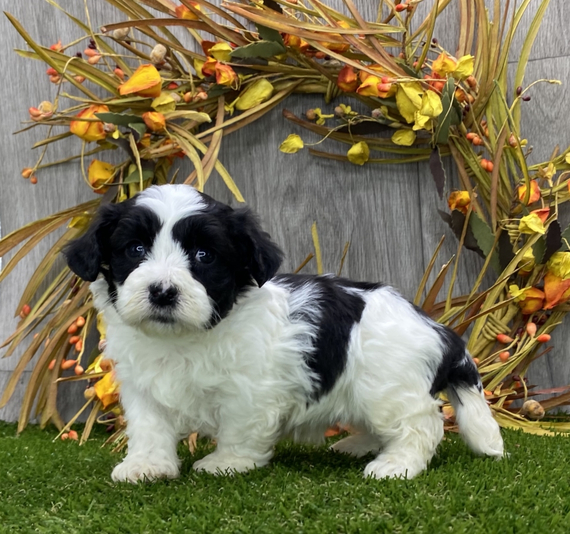 Outstanding Havanese puppies for adoption Image eClassifieds4u
