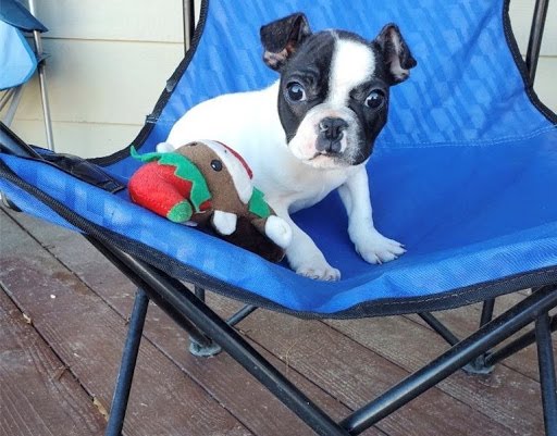 Super adorable French Bulldog Puppies. Image eClassifieds4u