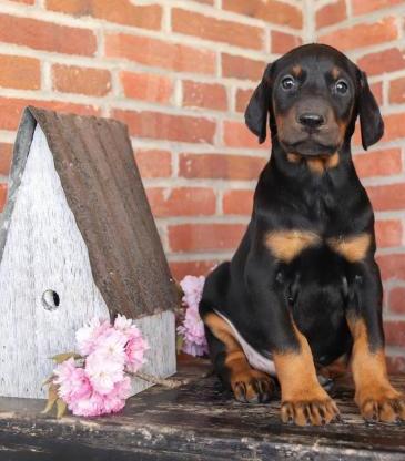Top Quality Doberman Puppies, Ready. Males and Female Available. Image eClassifieds4u
