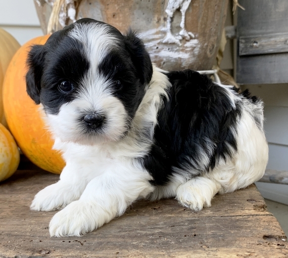 We have a stunning litter of shihpoo puppies Image eClassifieds4u