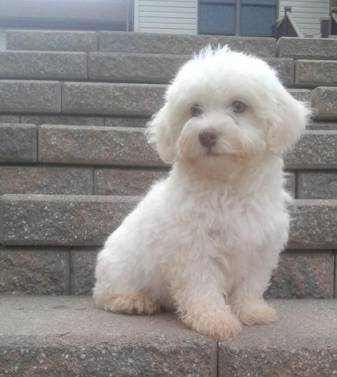 💗🟥🍁🟥 C.K.C MALE AND FEMALE HAVANESE PUPPIES 💗🟥🍁🟥 Image eClassifieds4u