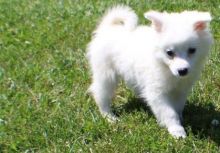 🟥🍁🟥 CANADIAN American Eskimo PUPPIES AVAILABLE