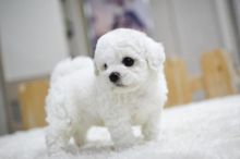 💗🟥🍁🟥 C.K.C MALE AND FEMALE BICHON FRISE PUPPIES 💗🟥🍁🟥