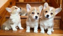 Adorable Welsh Corgi Pembroke