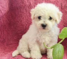 🟥🍁🟥 CANADIAN BICHON FRISE PUPPIES AVAILABLE