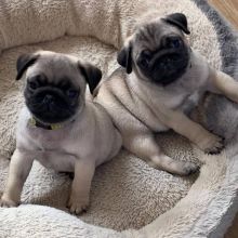 Excellent Pug Puppies for adoption Email us (pc6814252@gmail.com )