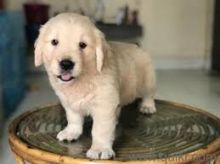 Golden Retriever puppies available. updated on shots and well socialized.