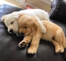 Golden Retriever puppies available. updated on shots and well socialized.