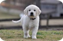 Golden Retriever puppies available. updated on shots and well socialized.