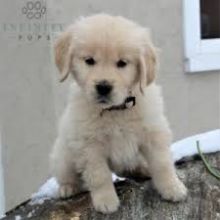 Golden Retriever puppies available. updated on shots and well socialized.