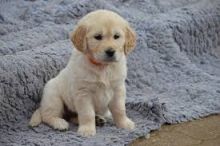 Golden Retriever puppies available. updated on shots and well socialized.