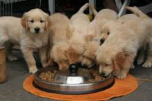 Golden Retriever puppies available. updated on shots and well socialized.